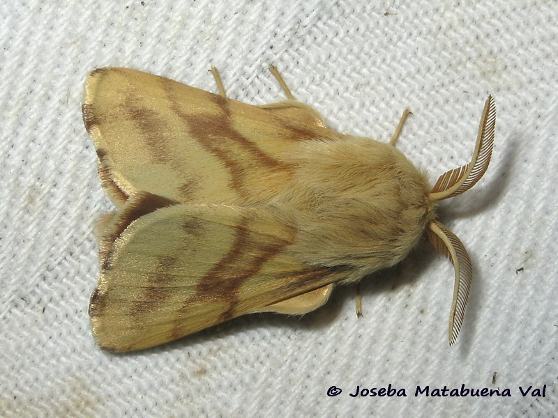 Malacosoma castrensis maschio